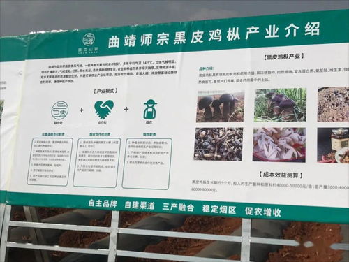 云南國發有機肥技術助力師宗煙草產業，推動土壤改良與環保發展